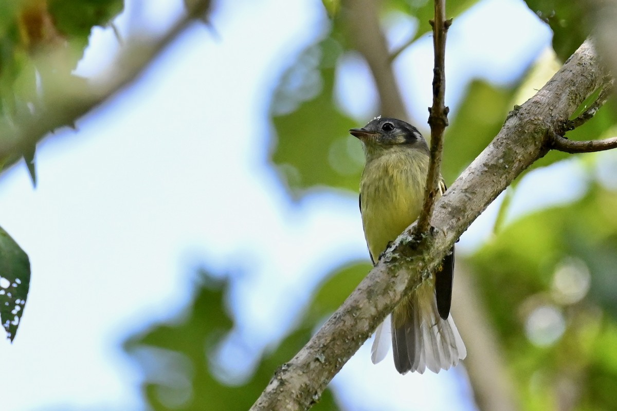 Slaty-capped Flycatcher - ML646441660