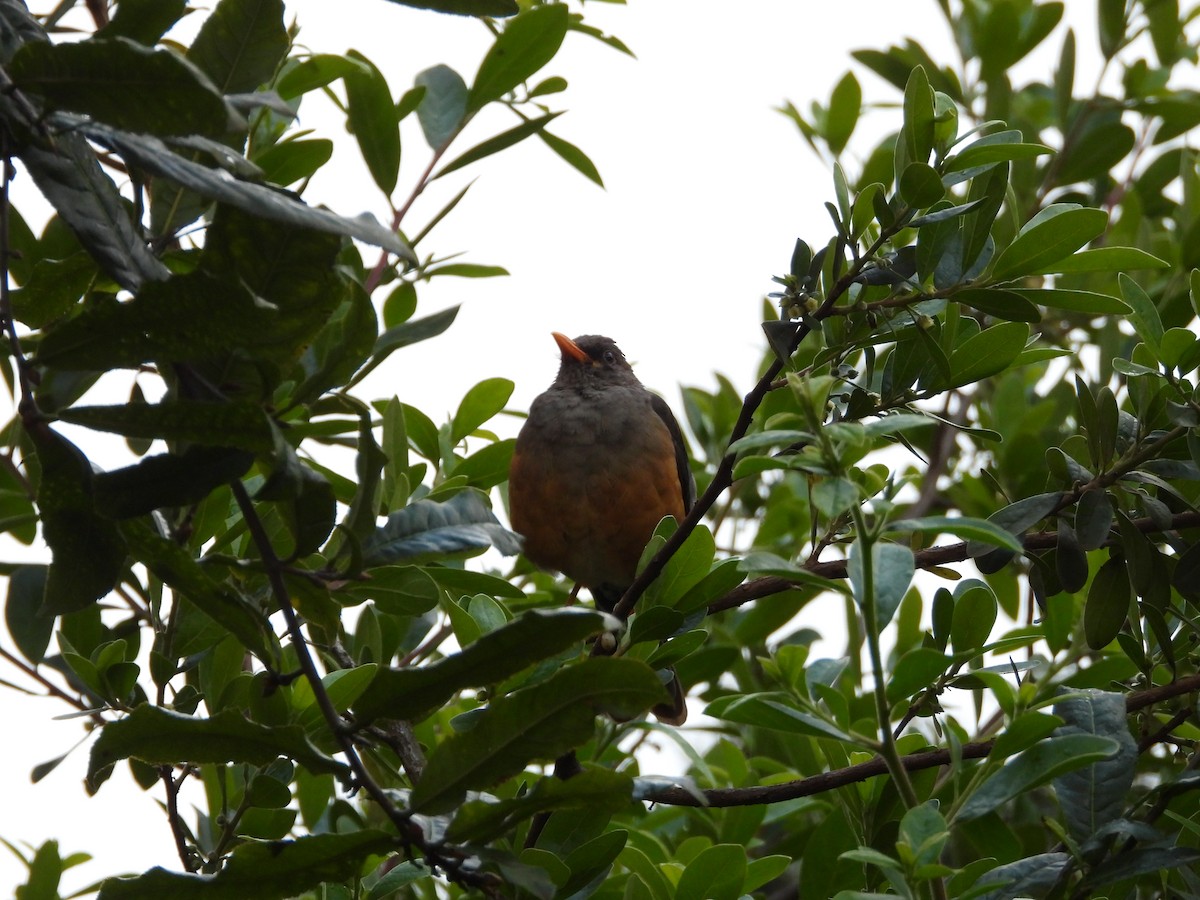 Эфиопский дрозд - ML646441665