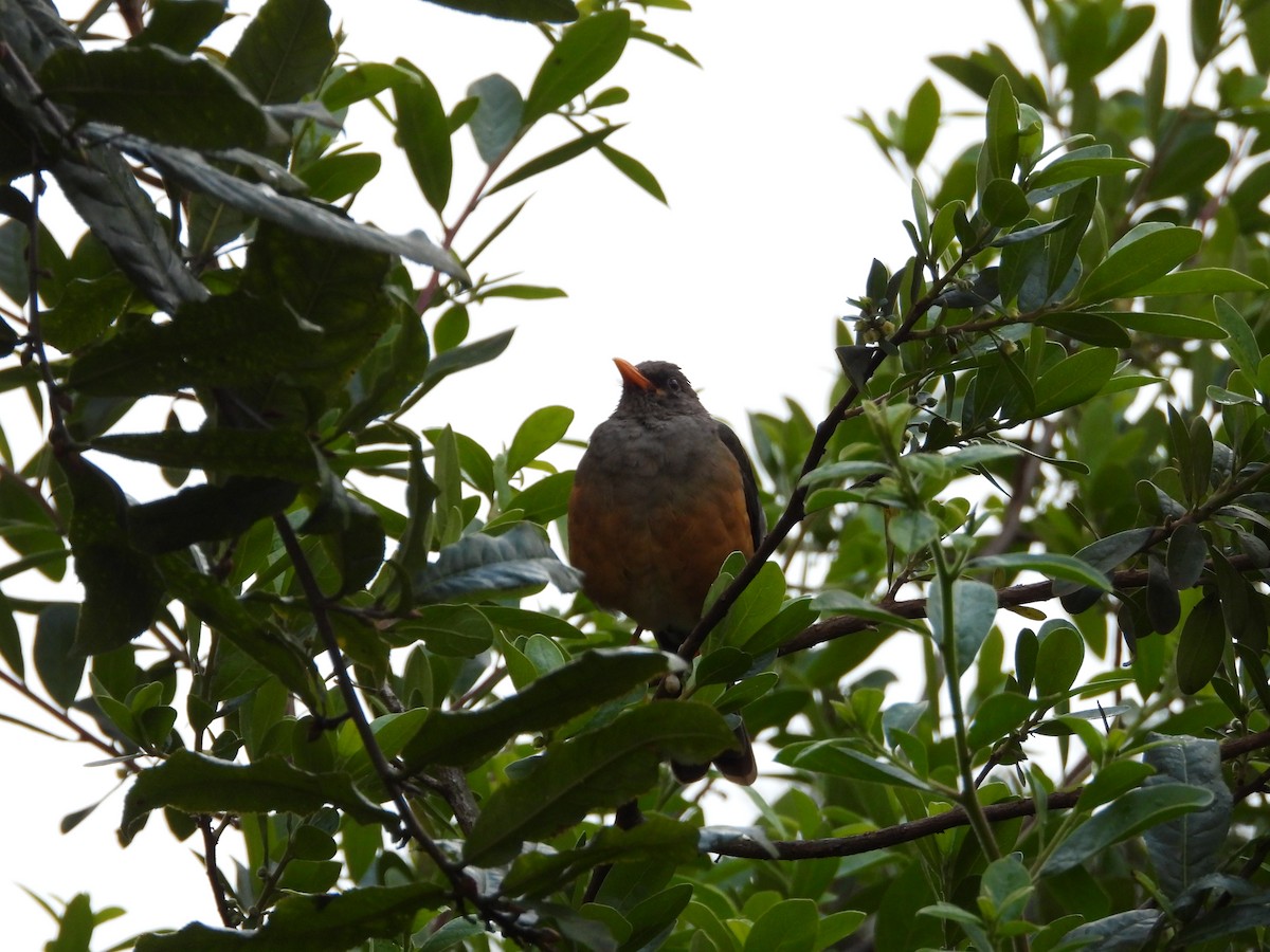 Abyssinian Thrush - ML646441666