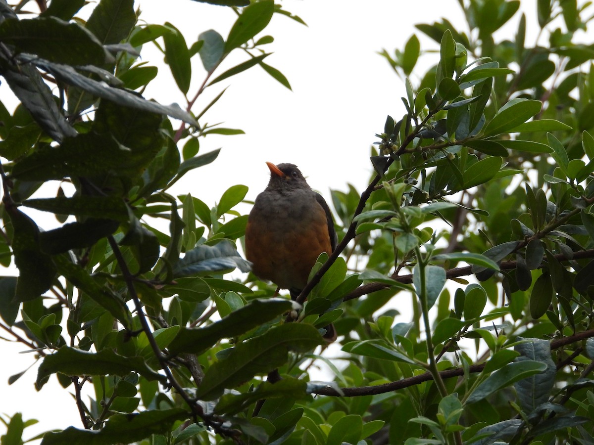 Abyssinian Thrush - ML646441667