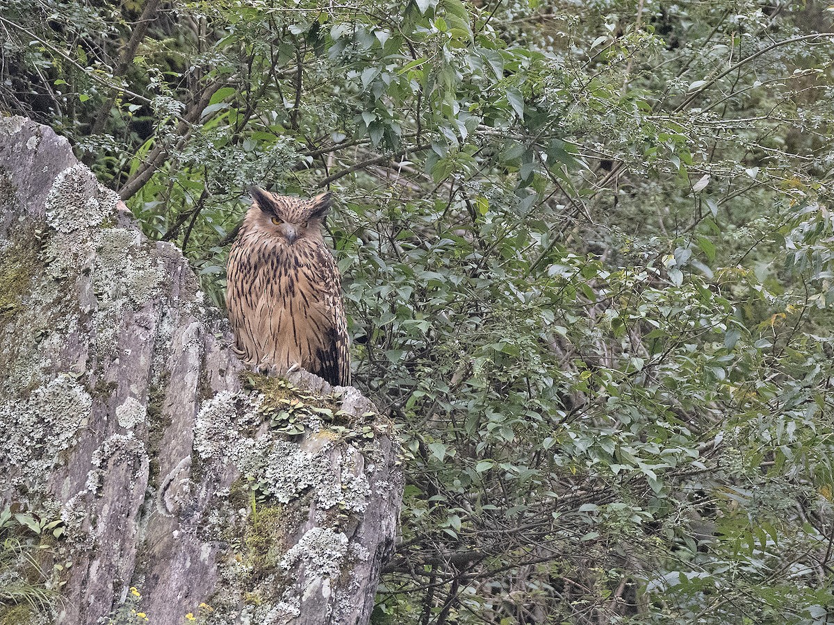 黃魚鴞 - ML646441668