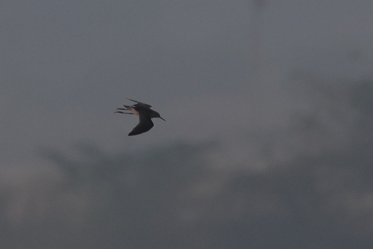 Waldwasserläufer - ML646441671