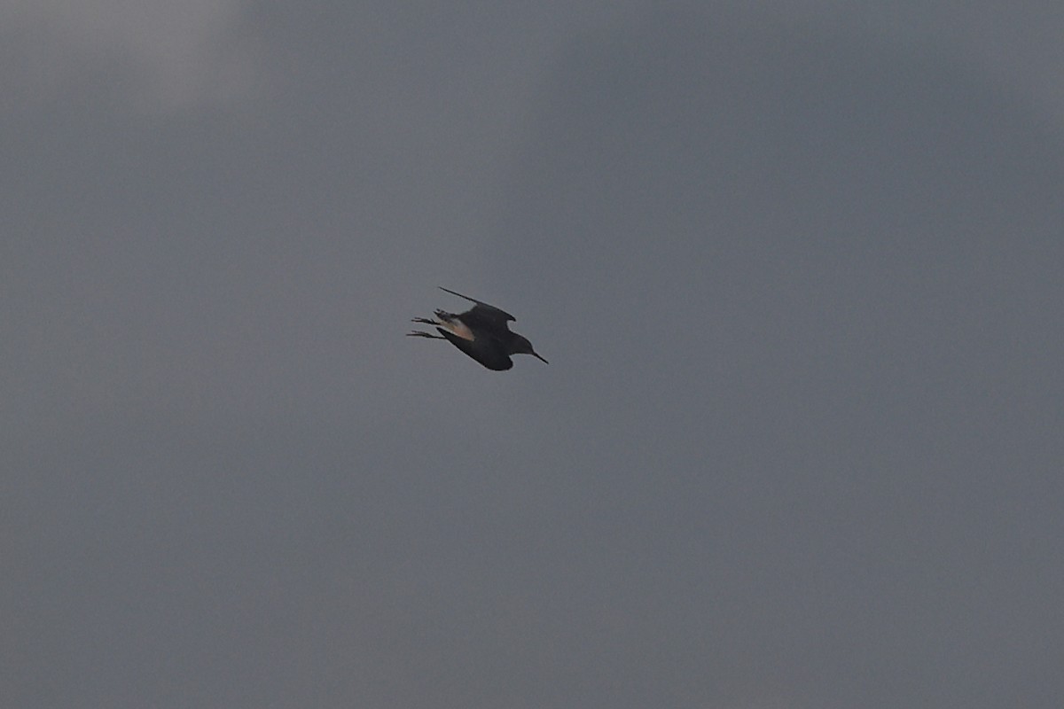 Waldwasserläufer - ML646441672