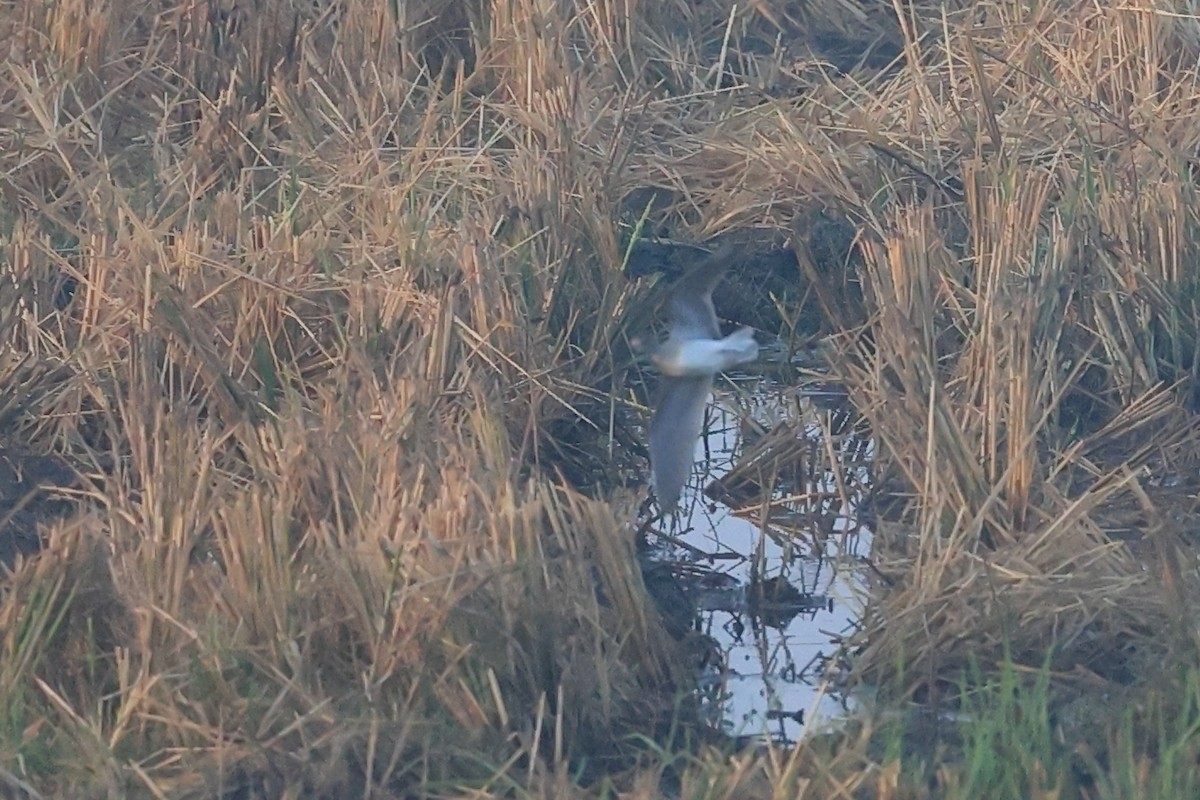 Waldwasserläufer - ML646441673