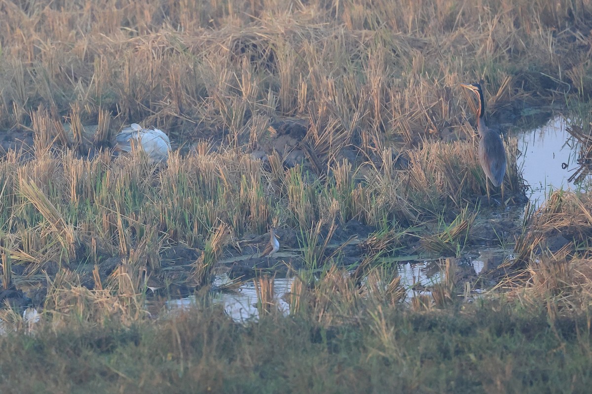 Waldwasserläufer - ML646441674