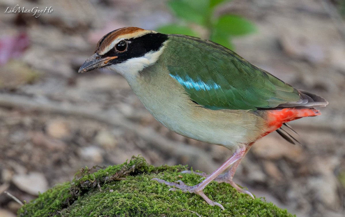 Fairy Pitta - ML646441675