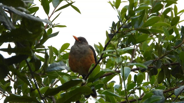 Abyssinian Thrush - ML646441678