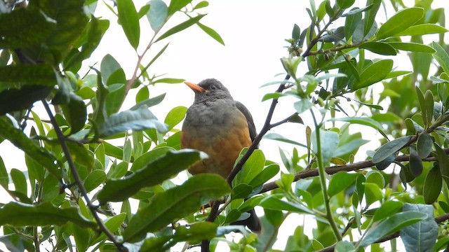 Abyssinian Thrush - ML646441680