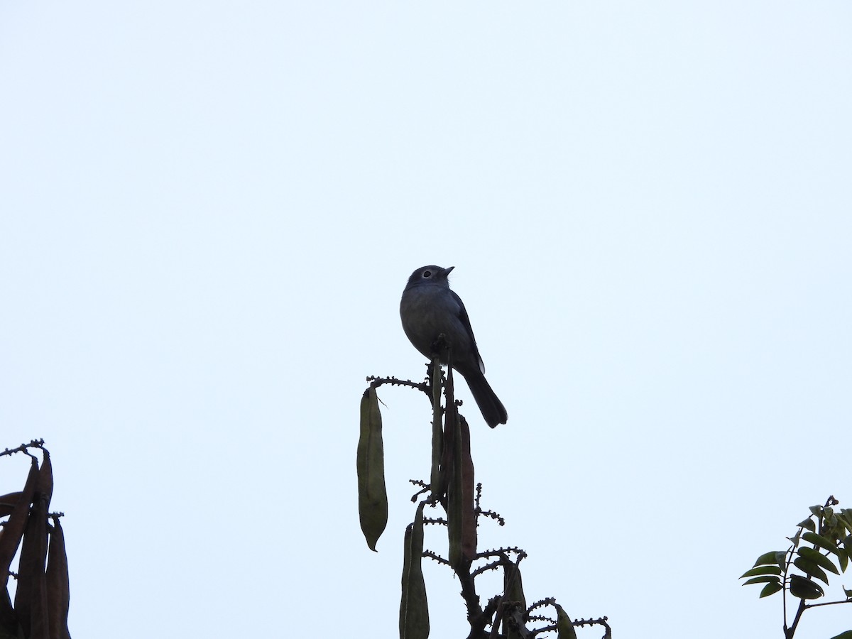 White-eyed Slaty-Flycatcher - ML646441681