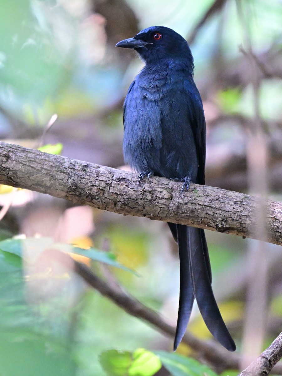 灰卷尾 - ML646441683