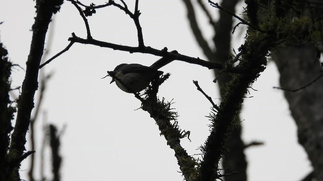 White-eyed Slaty-Flycatcher - ML646441684