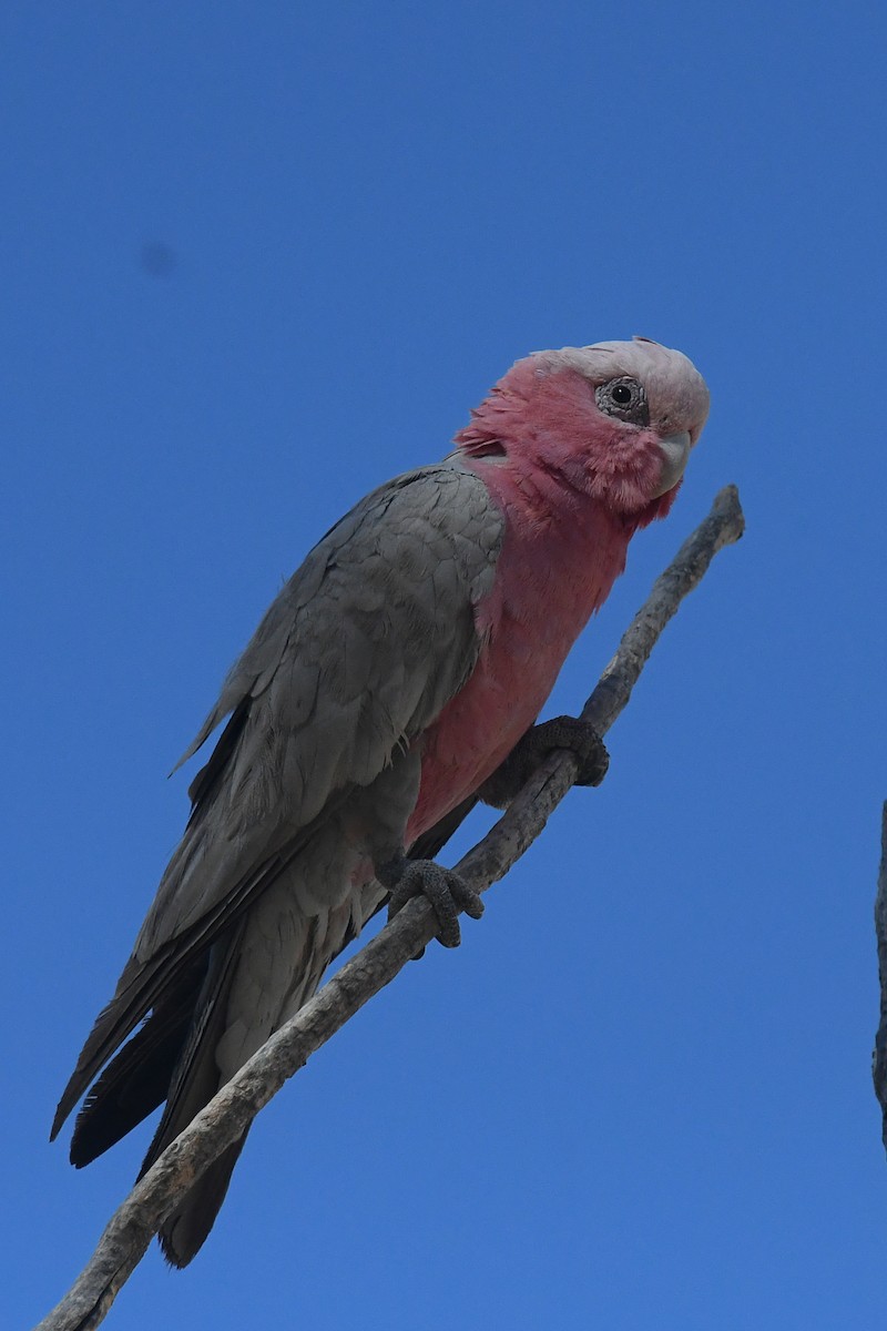 Galah - ML646441685