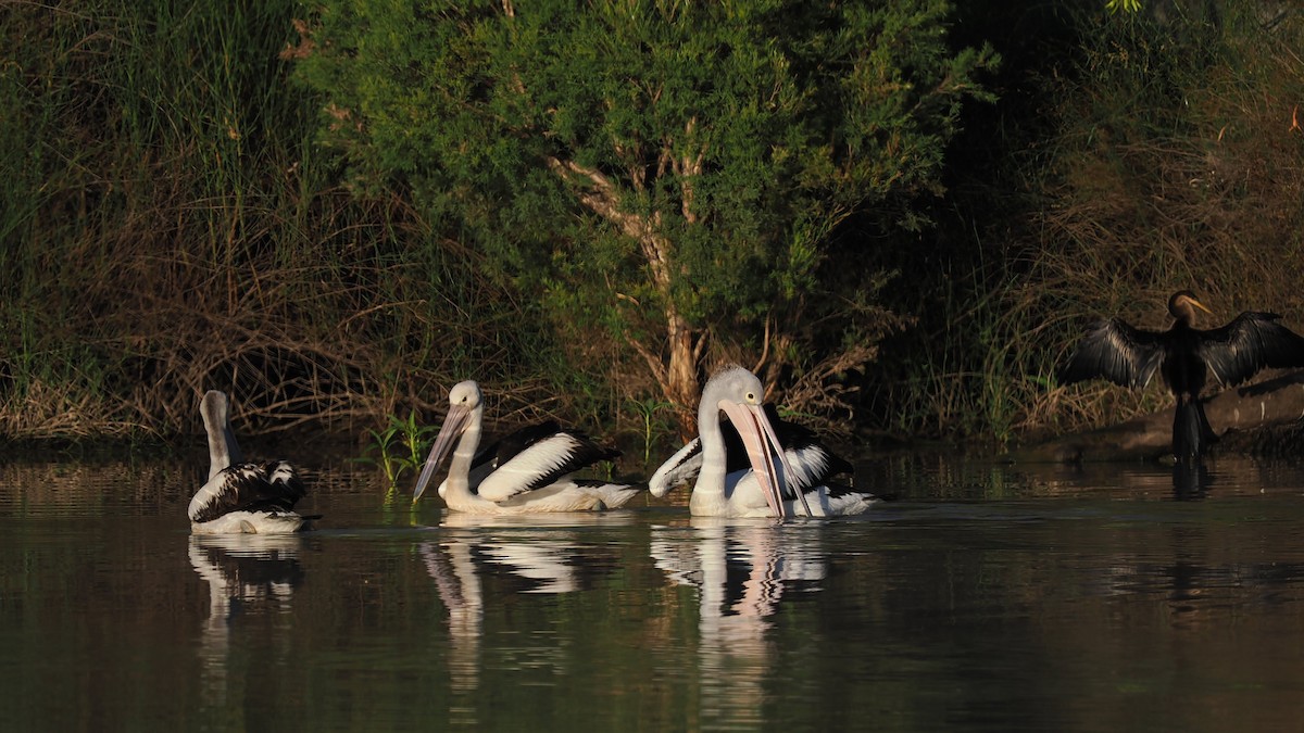 Australian Pelican - ML646441688