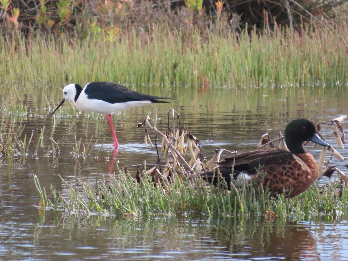 Pied Stilt - ML646441689