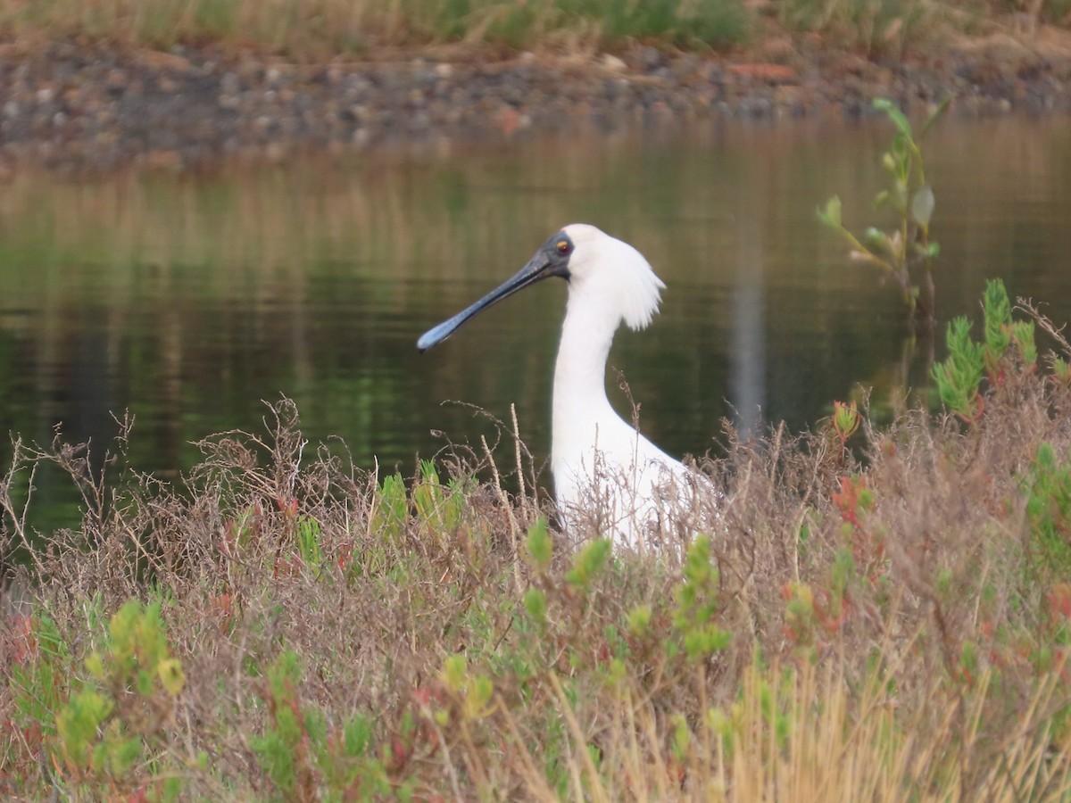 Royal Spoonbill - ML646441691