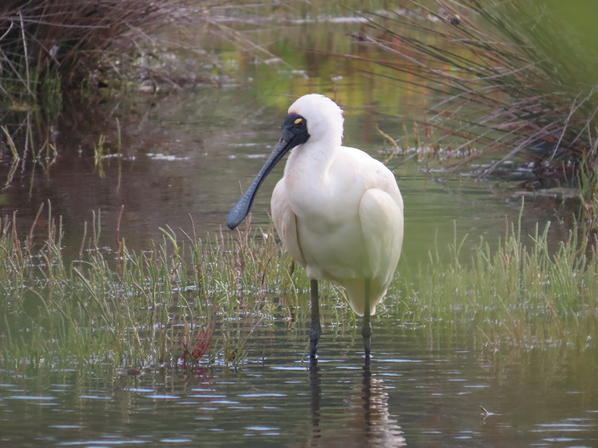 Royal Spoonbill - ML646441692