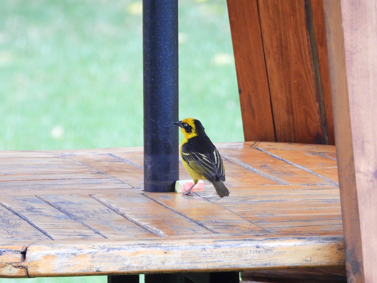 Baglafecht Weaver (Reichenow's) - ML646441693