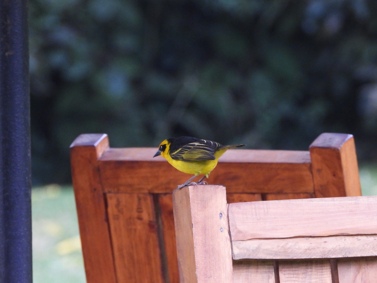 Baglafecht Weaver (Reichenow's) - ML646441694