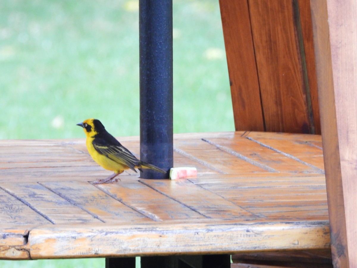 Baglafecht Weaver (Reichenow's) - ML646441695