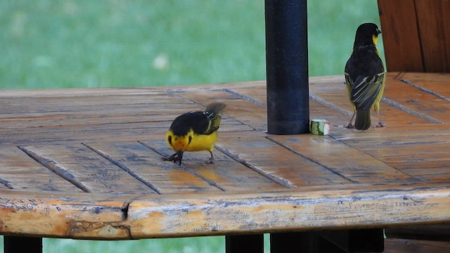 Baglafecht Weaver (Reichenow's) - ML646441697