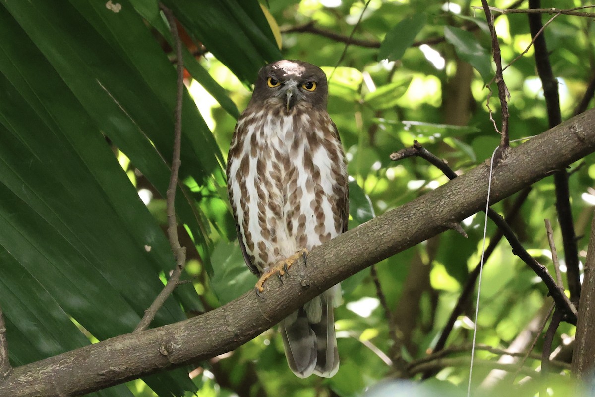 Бор ууль - ML646441699