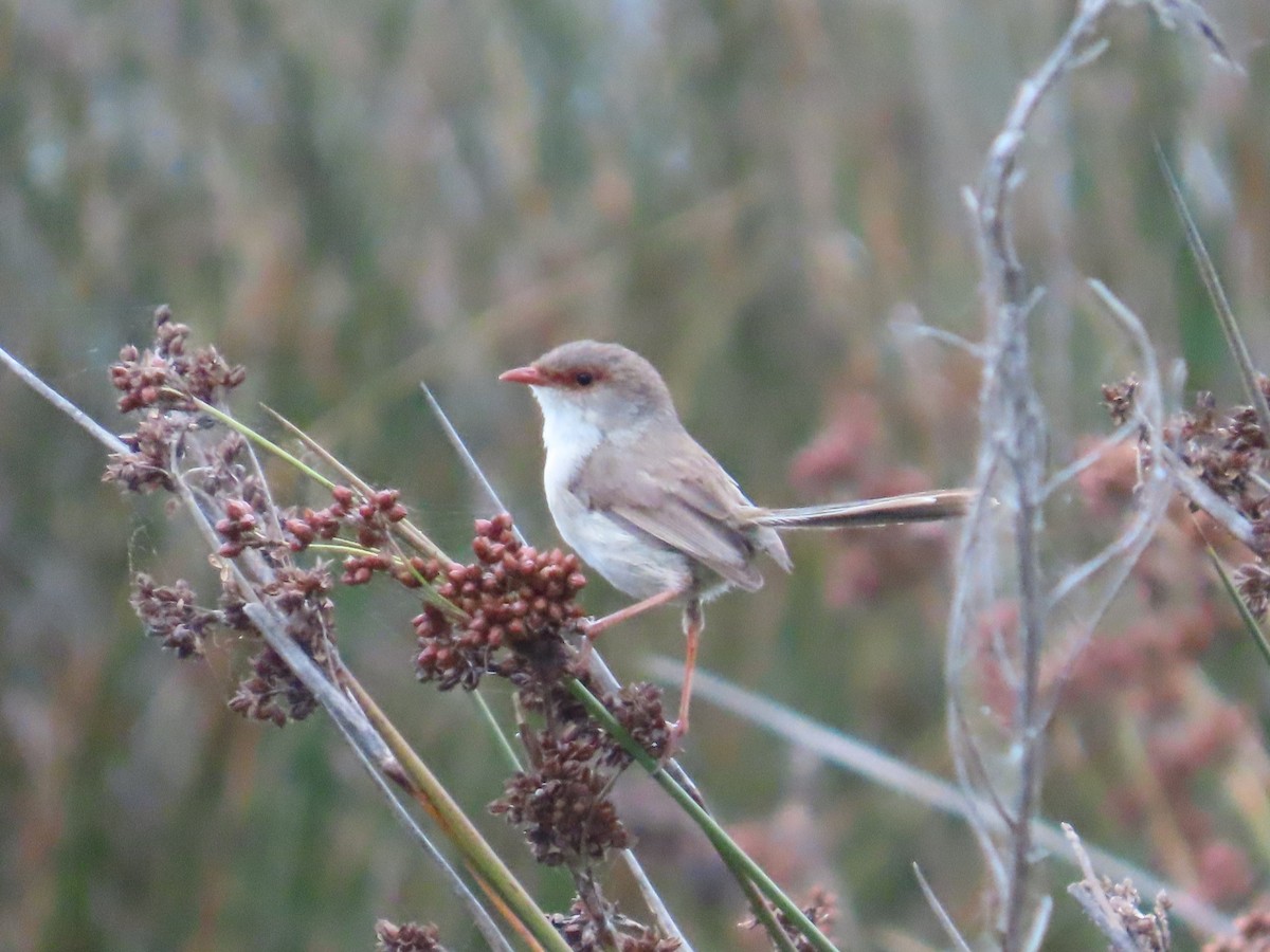 Superb Fairywren - ML646441700