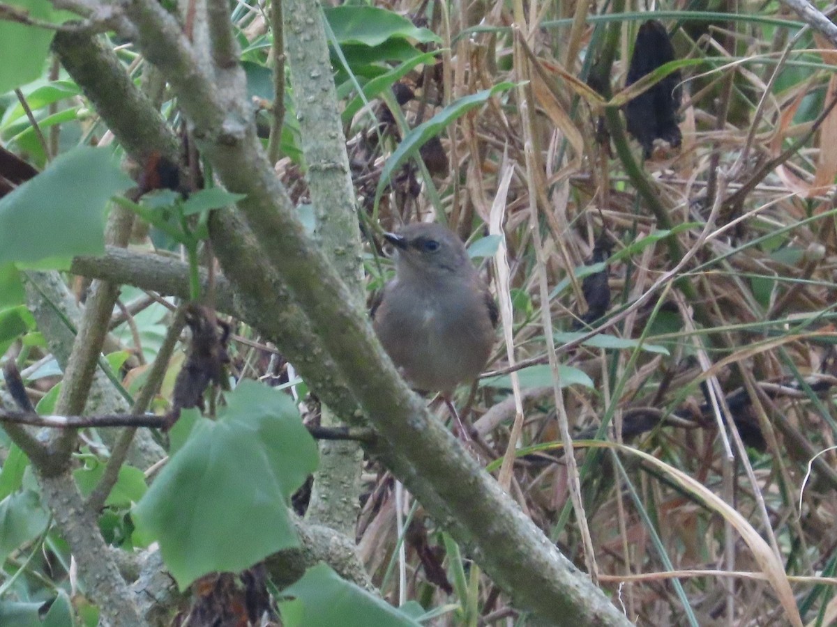 White-browed Scrubwren - ML646441701