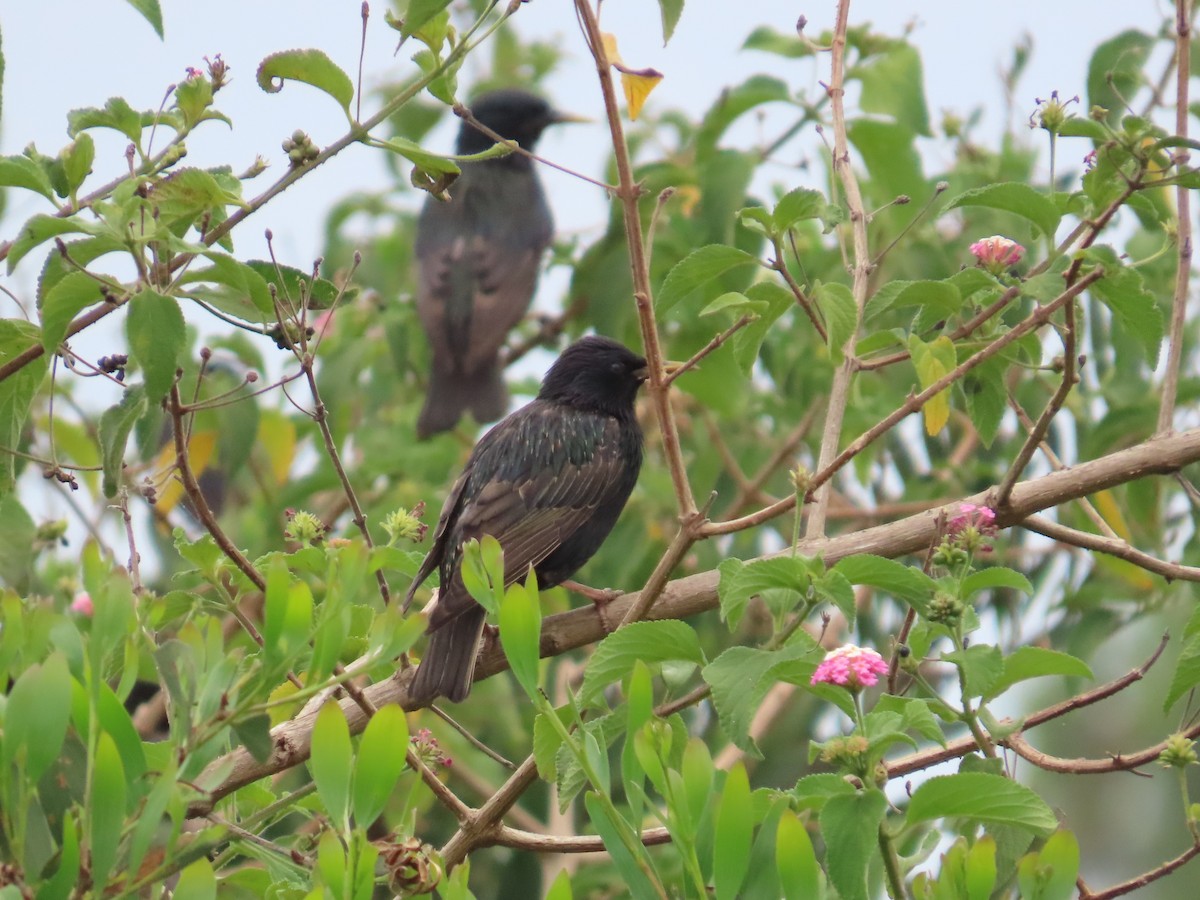 European Starling - ML646441702