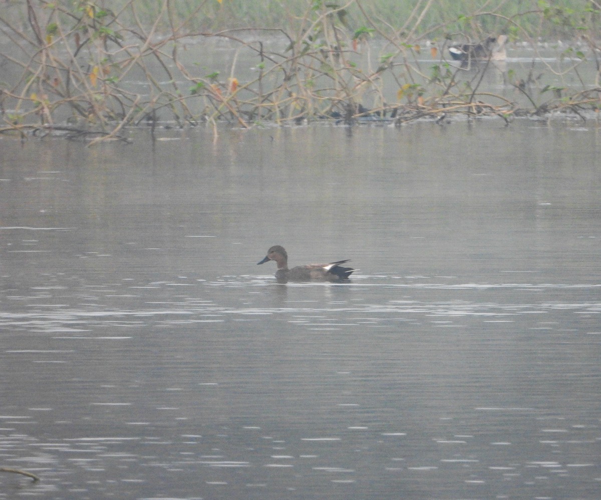 Gadwall - ML646441704