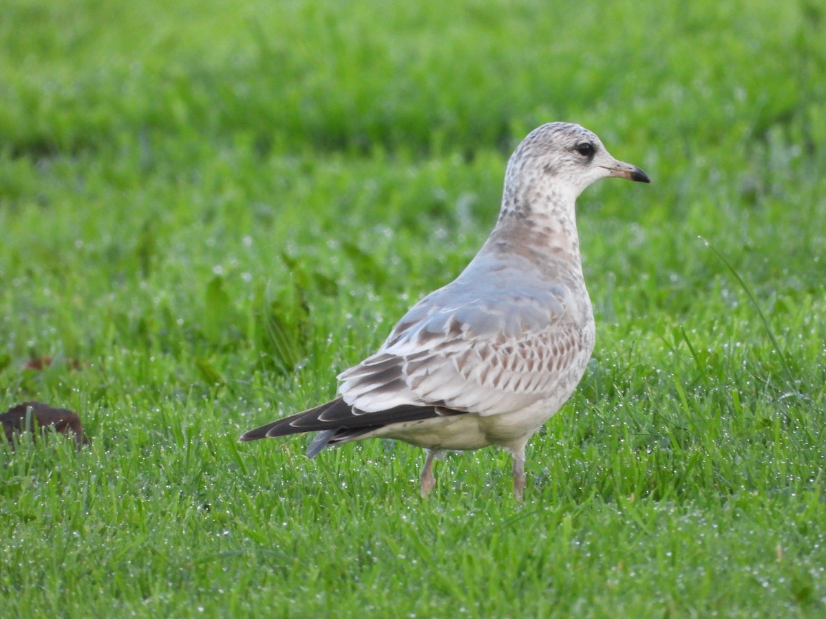 Common Gull - ML646441705