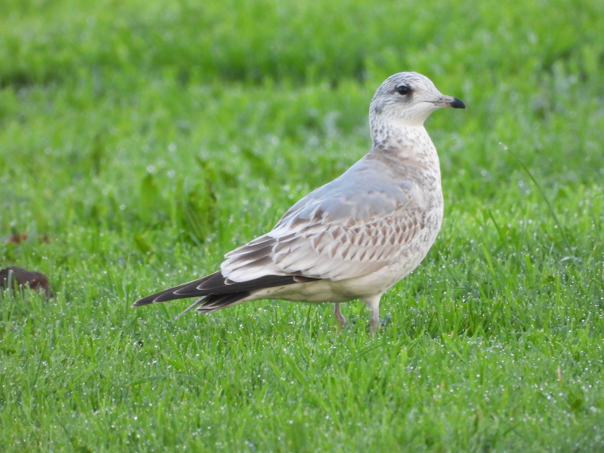 Common Gull - ML646441706
