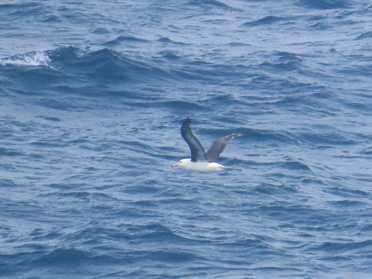 Albatros à sourcils noirs - ML646441707