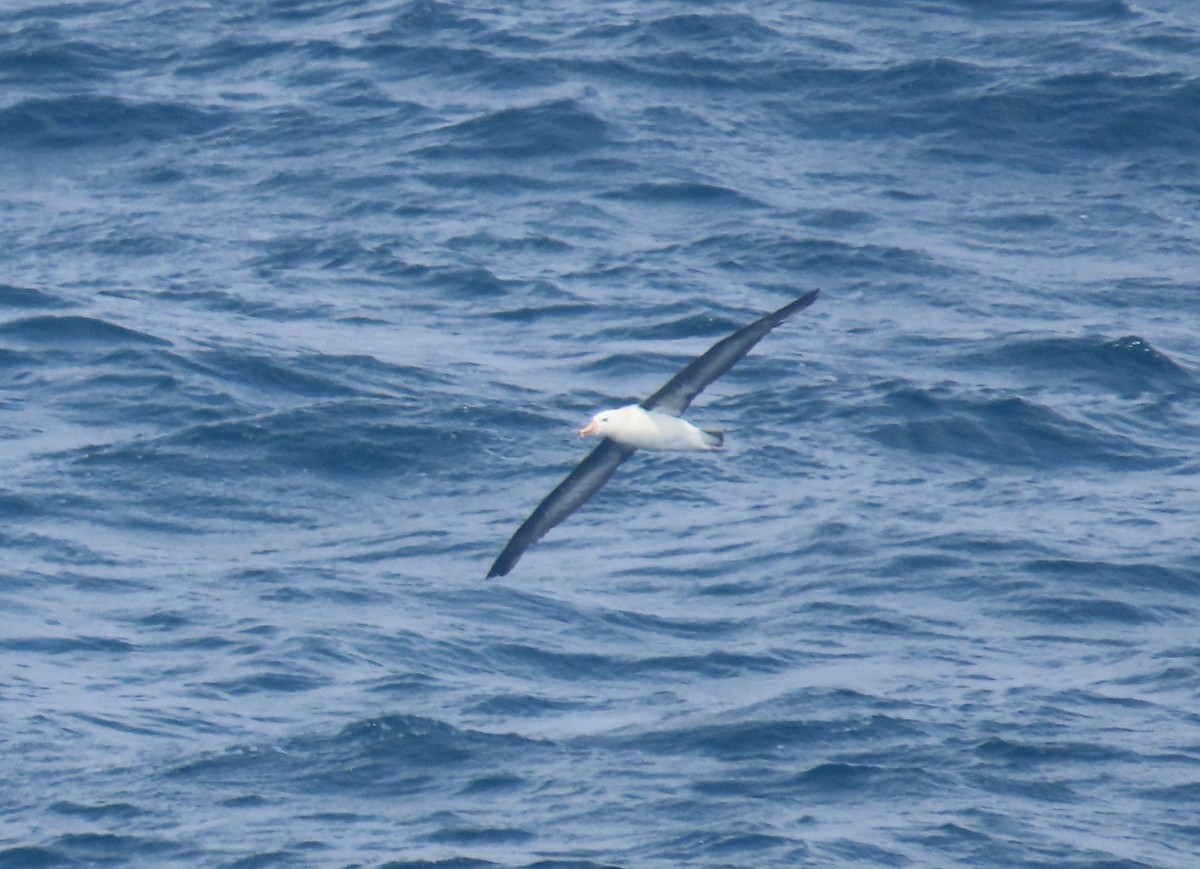 Albatros à sourcils noirs - ML646441708