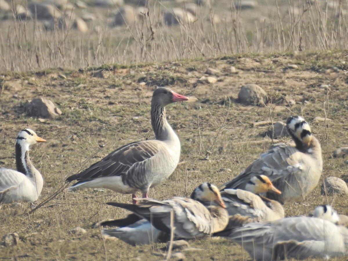 Oie cendrée - ML646441711