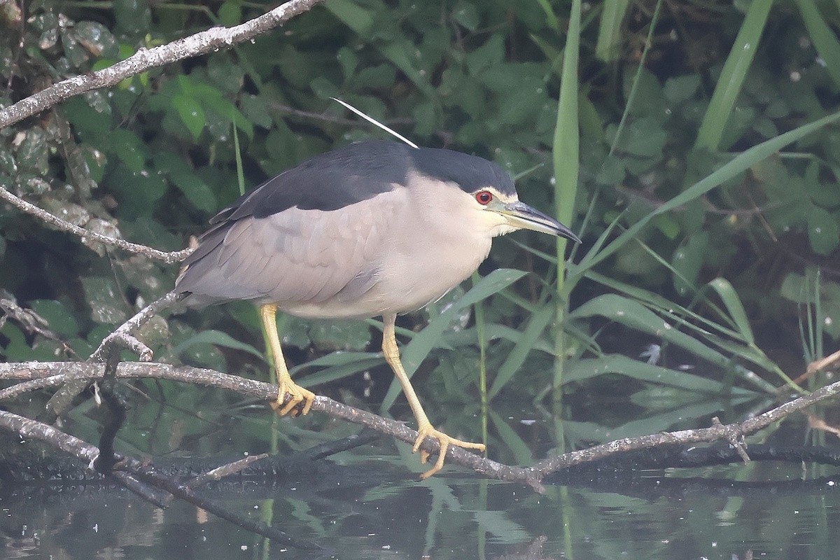 Bihoreau gris - ML646441713