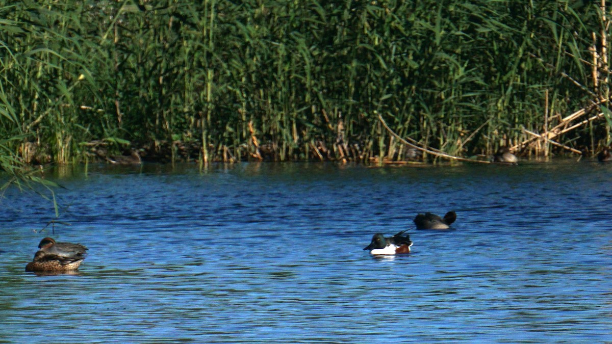 Canard souchet - ML646441714