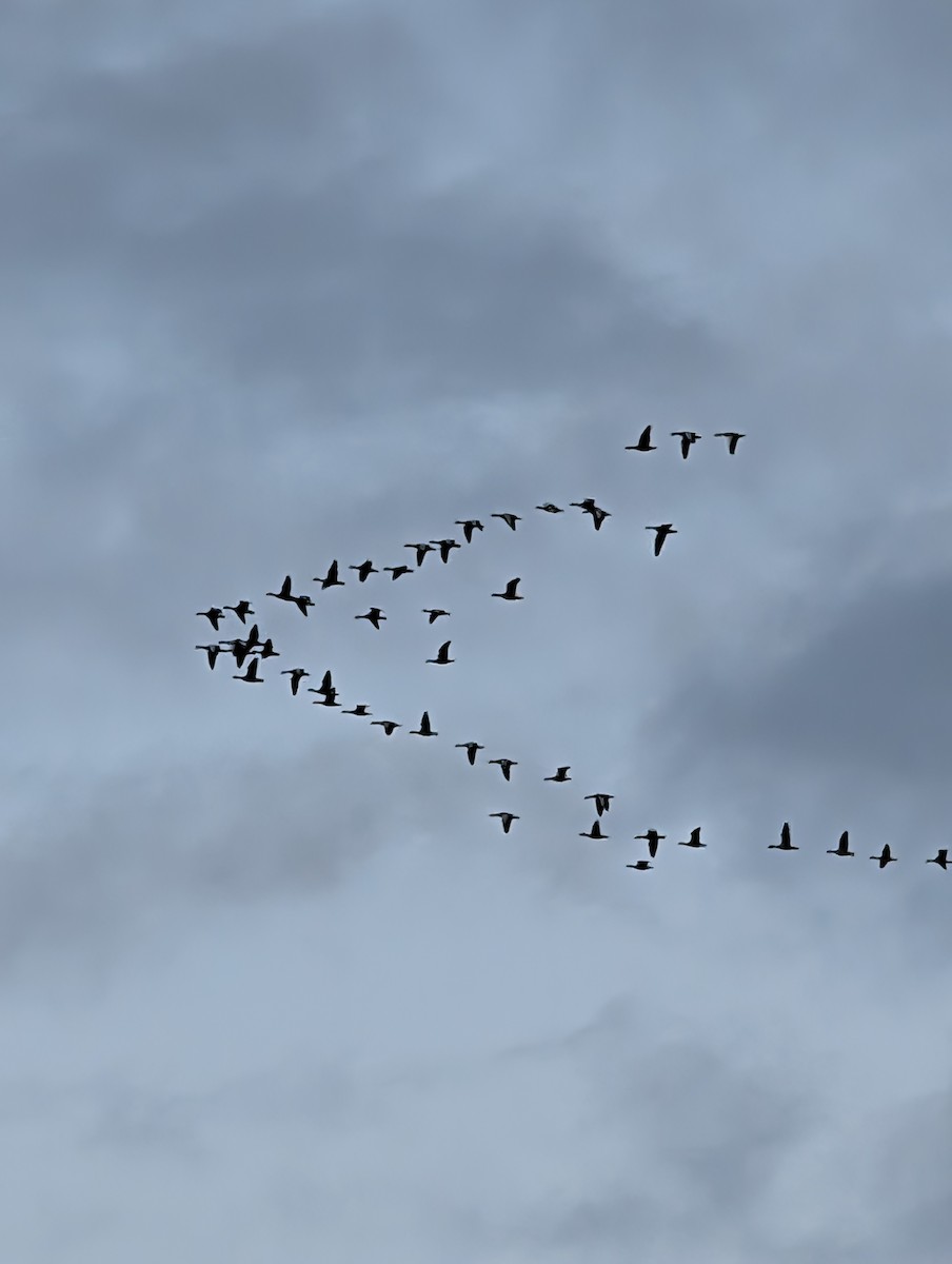 Oie cendrée - ML646441715