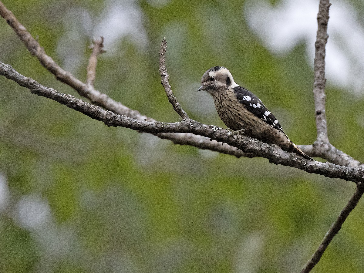 Pic à coiffe grise - ML646441717