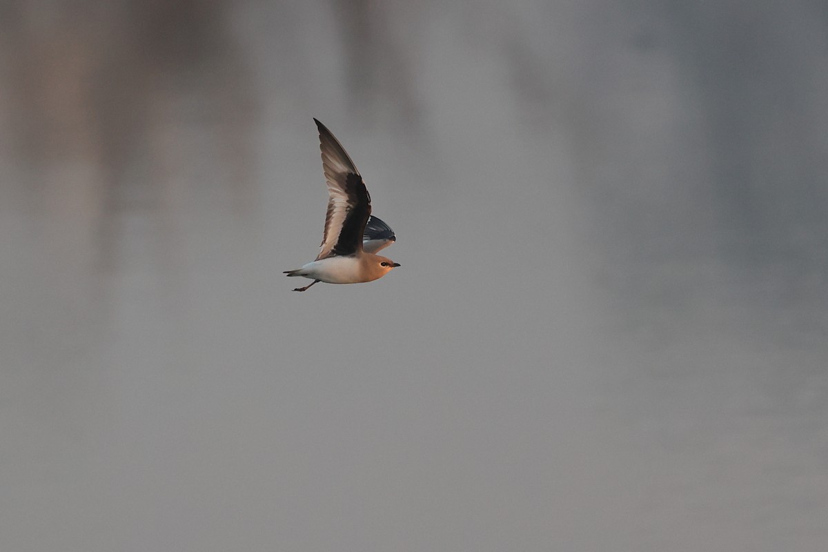 Glaréole lactée - ML646441718