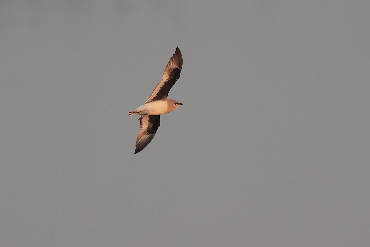 Glaréole lactée - ML646441719