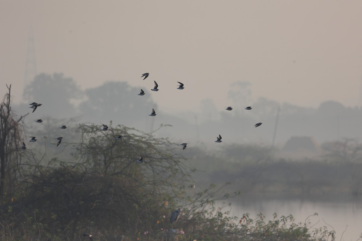 Glaréole lactée - ML646441721