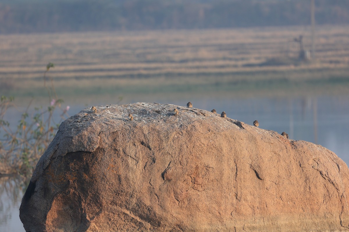 Glaréole lactée - ML646441722