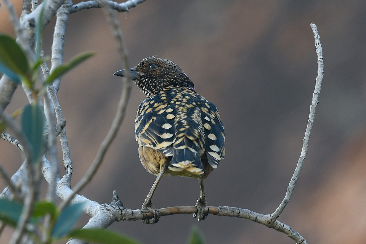 Jardinier tacheté - ML646441723