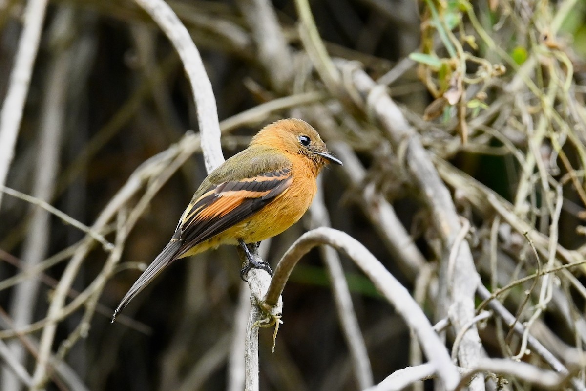 Moucherolle cannelle - ML646441725