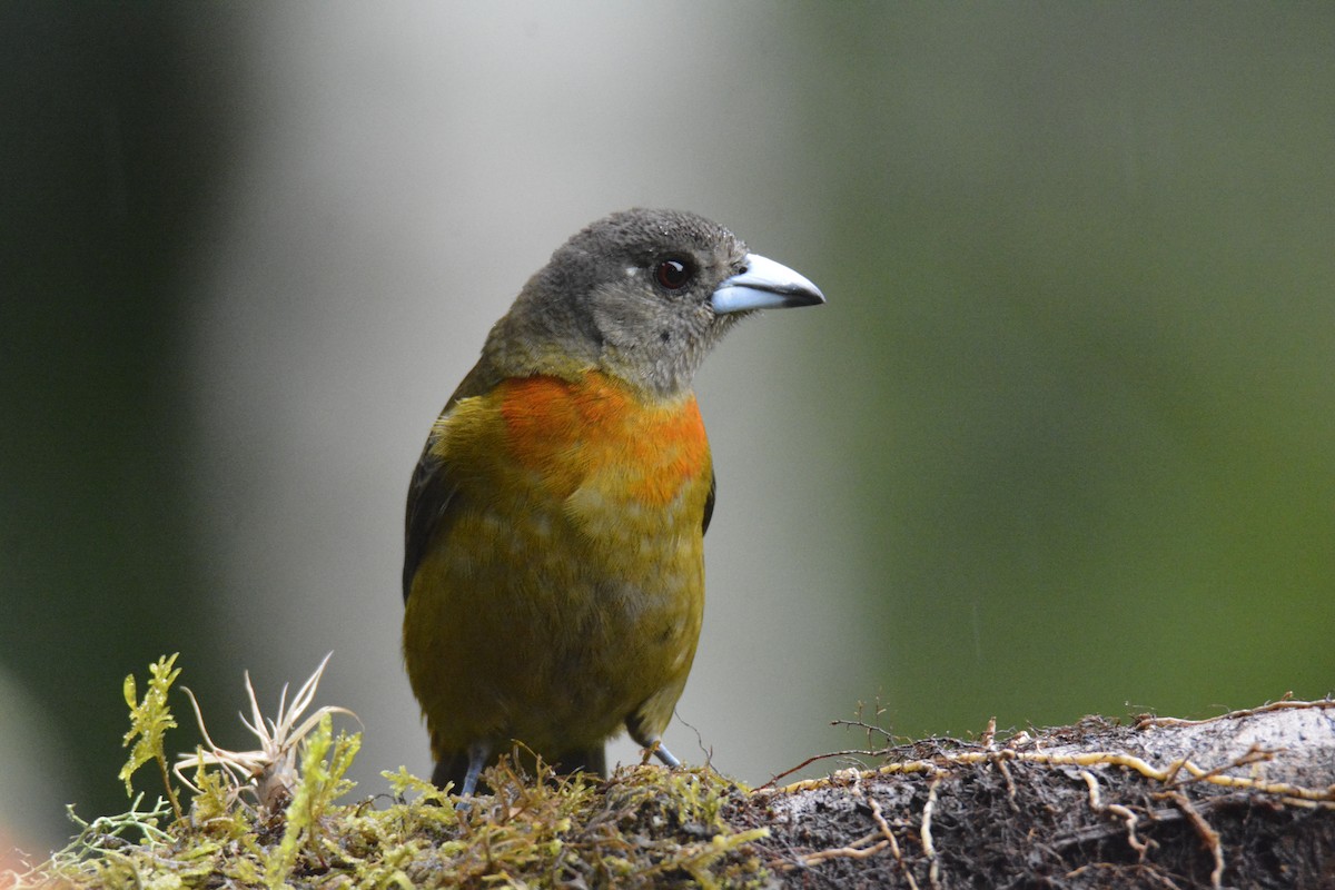 Tangara à croupion rouge - ML646441726