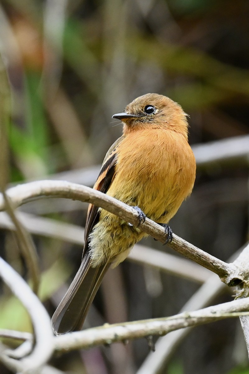 Moucherolle cannelle - ML646441727