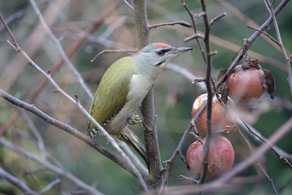 Pic cendré - ML646441728