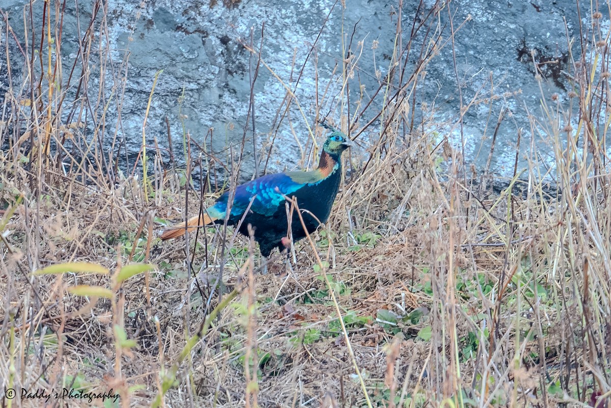 Lophophore resplendissant - ML646441732