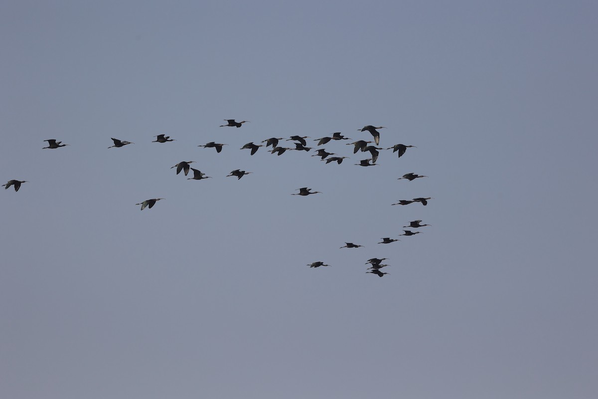 Ibis falcinelle - ML646441733