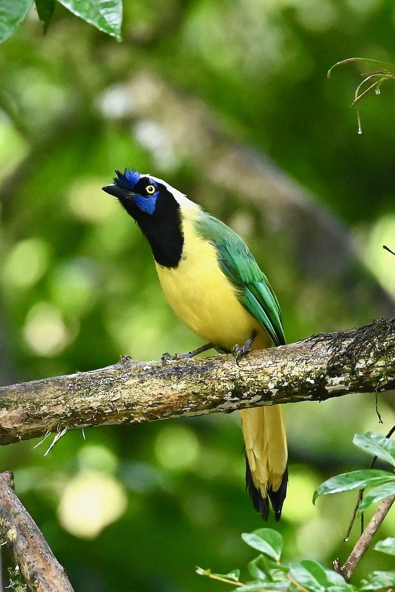 Geai vert - ML646441734